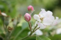 Streuobstwiesen im L�wenberger Land