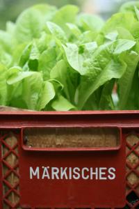 Salat-Kiste, Prinzessinneng�rten, Berlin-Kreuzberg, September 2009